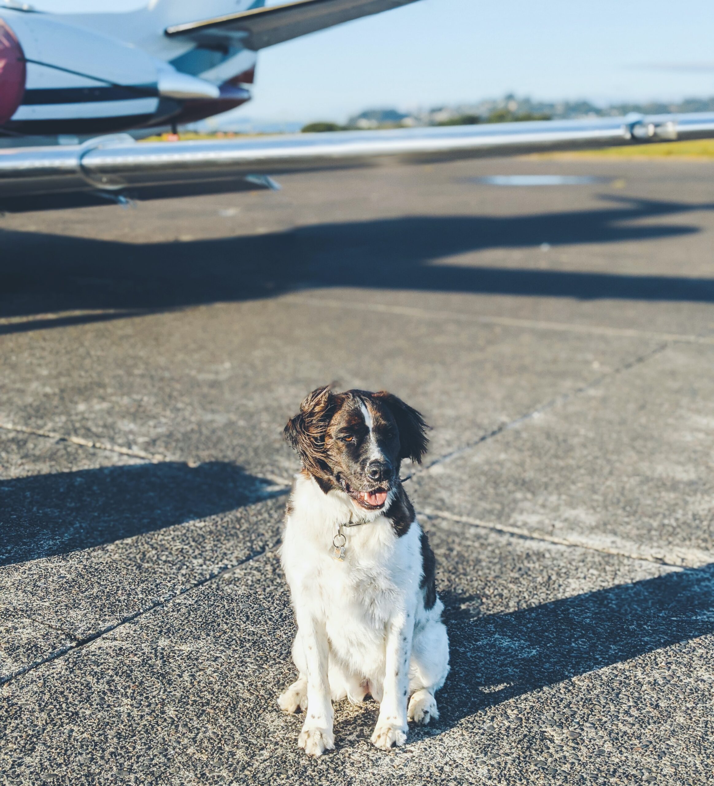 fly-private-with-pets-private-flights-with-dog-the-jet-collection