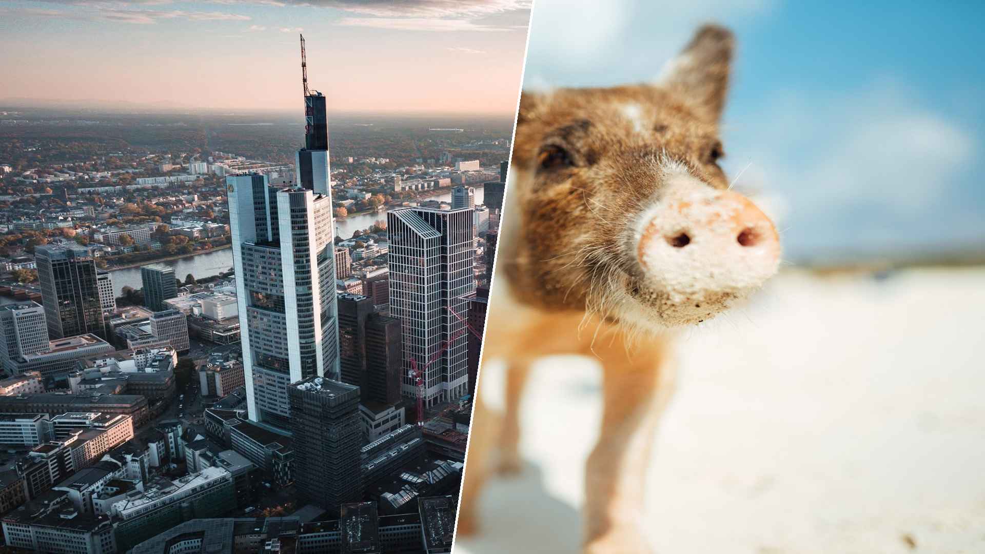 Frankfurt to Staniel Cay