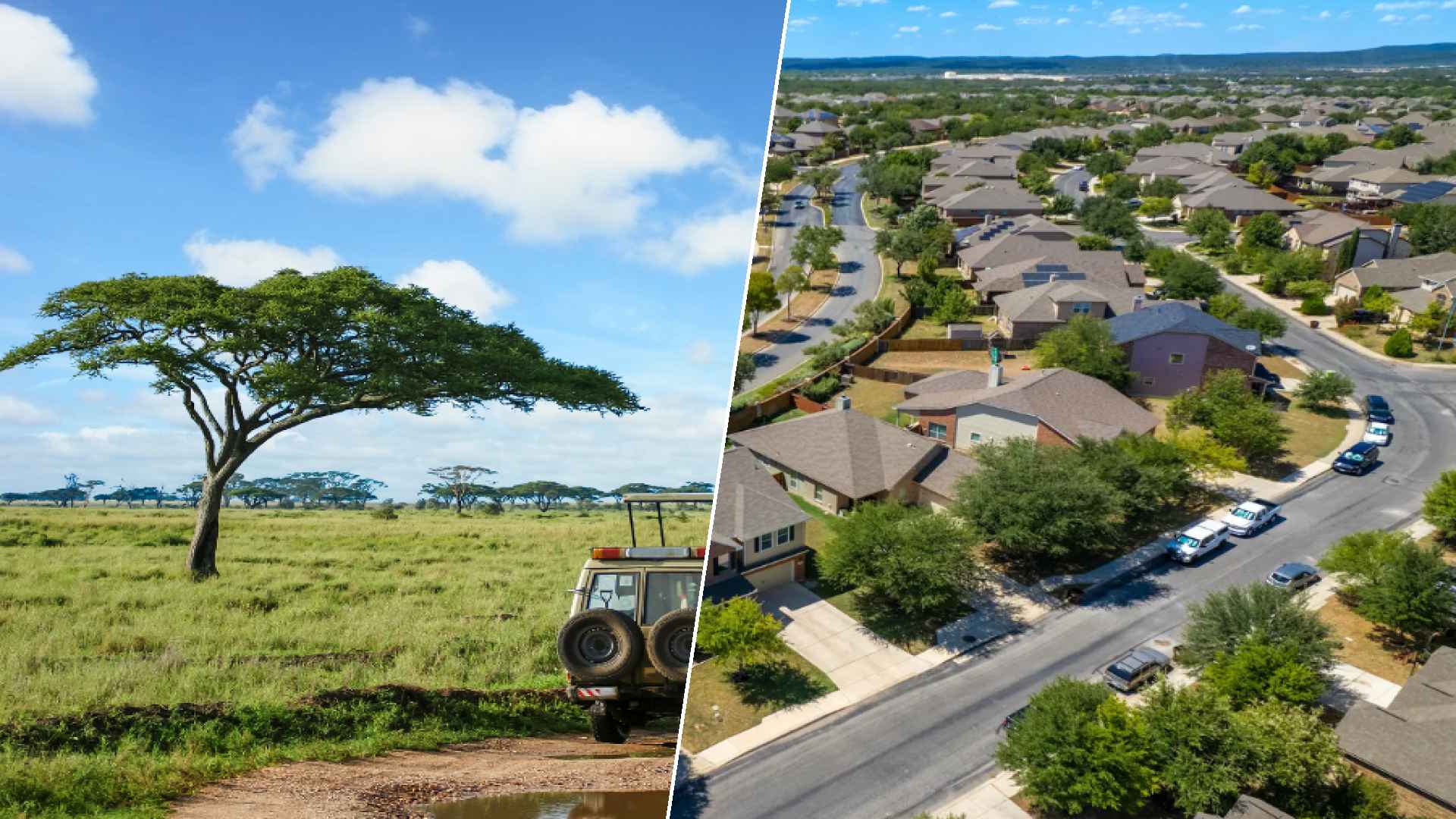 Serengeti to Grand Prairie