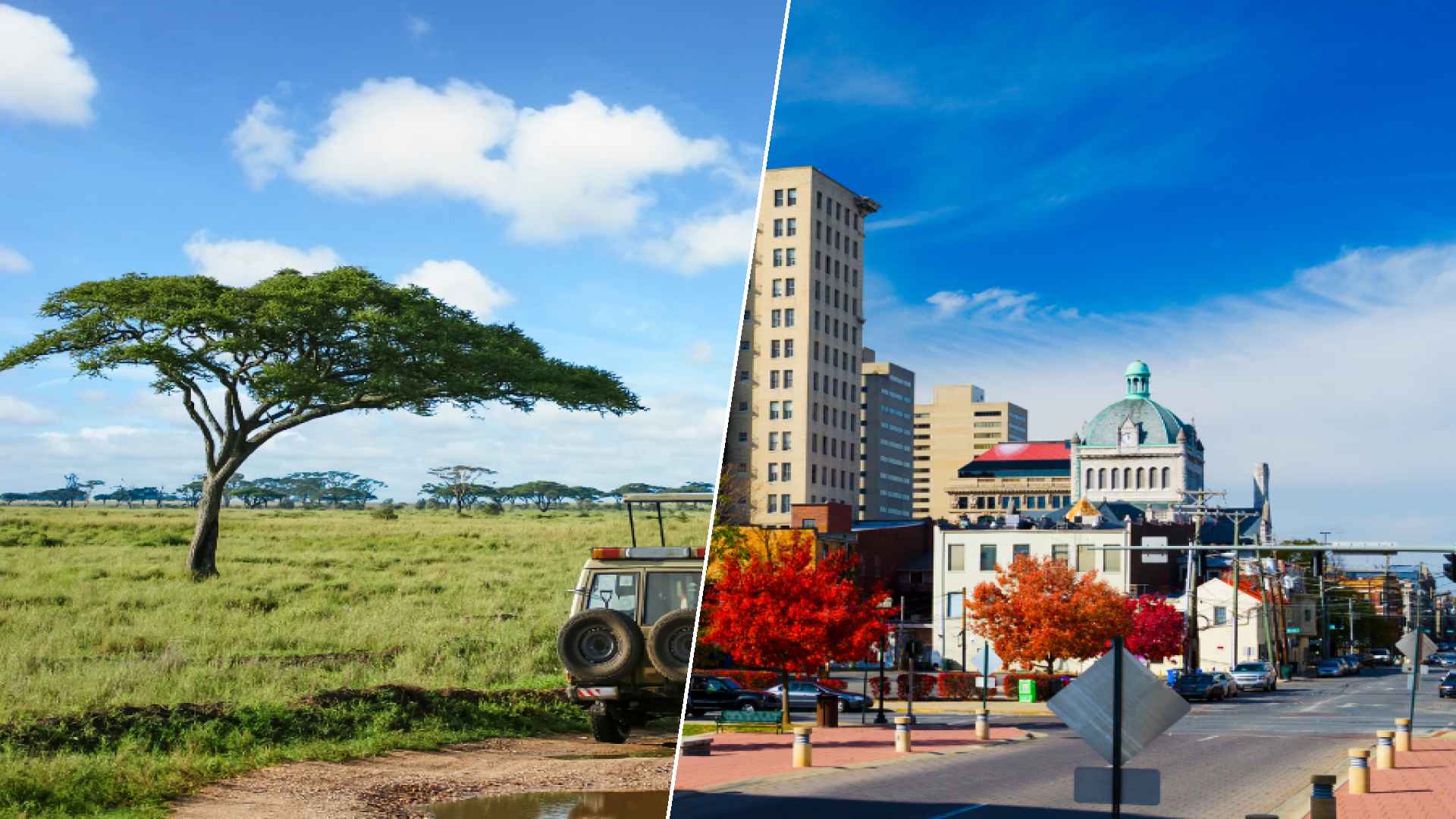 Serengeti to Lexington