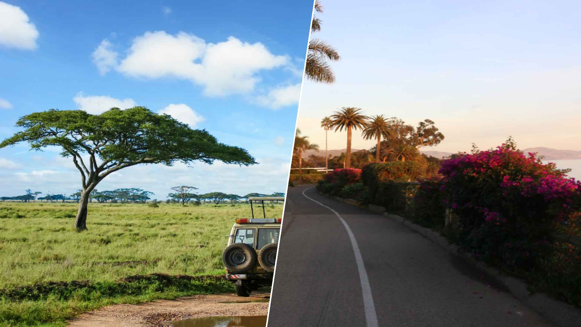 Serengeti to Montecito